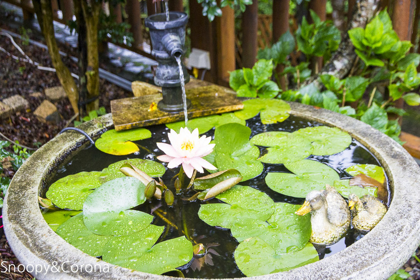 【桃園住宿】拉拉山住宿推薦/拉拉山和風山莊/烤肉民宿推薦~浪漫歐式白色木屋,一年四季皆有不同美景