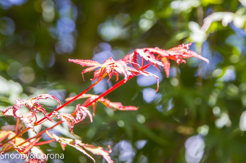 【桃園住宿】拉拉山住宿推薦/拉拉山和風山莊/烤肉民宿推薦~浪漫歐式白色木屋,一年四季皆有不同美景