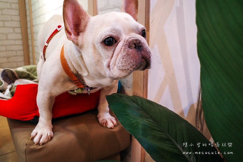 泉町冰品社 @陳小可的吃喝玩樂