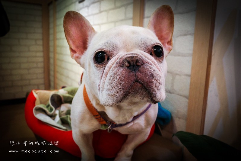 泉町冰品社 @陳小可的吃喝玩樂