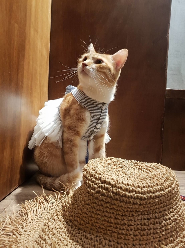 【花蓮.市區】豆和寮日式甜點。寵物友善須裝提籠。推培茶歐蕾+伯爵茶和果子+抹茶提拉米蘇+櫻花水信水餅