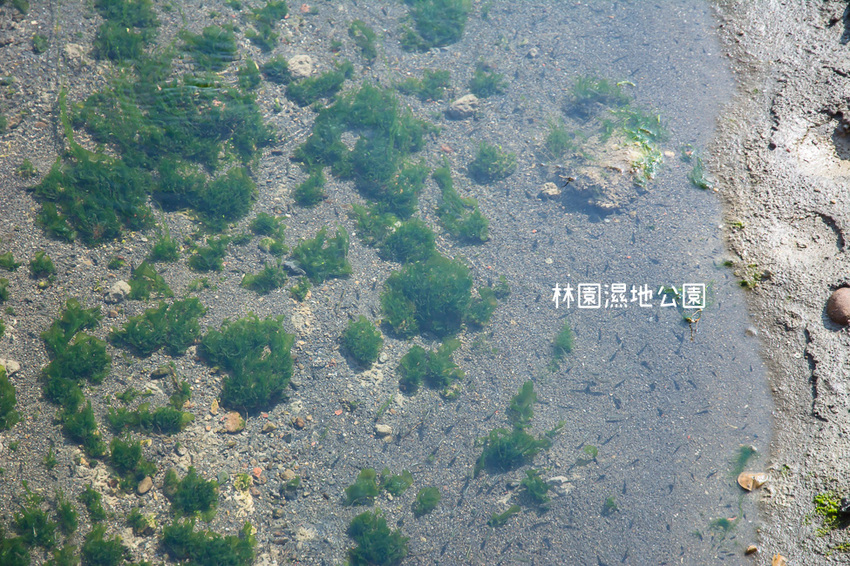 ｜高雄景點｜林園公12海洋濕地公園，全台唯一的水母瀉湖，季節對了就能看見倒立水母 - 阿婷的旅行札記。