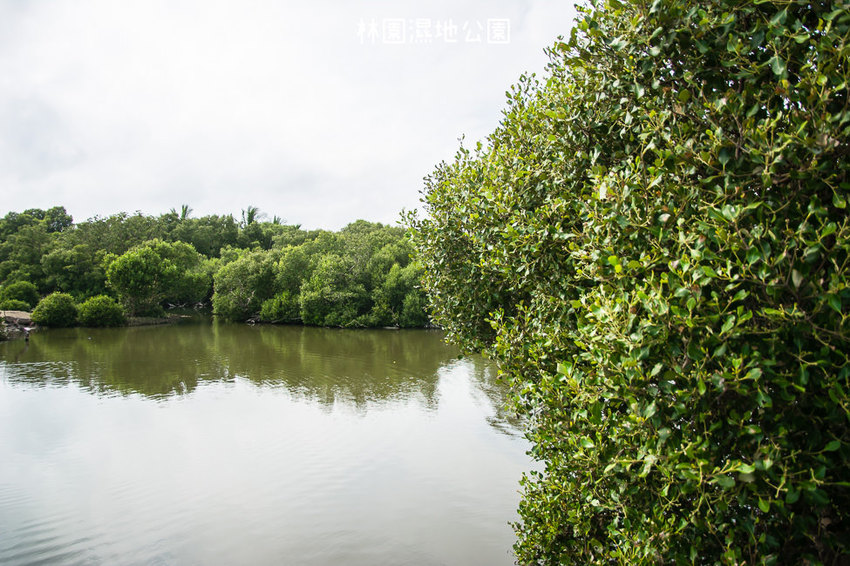 ｜高雄景點｜林園公12海洋濕地公園，全台唯一的水母瀉湖，季節對了就能看見倒立水母 - 阿婷的旅行札記。