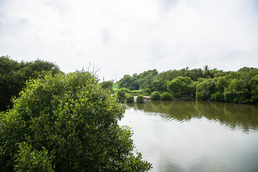 ｜高雄景點｜林園公12海洋濕地公園，全台唯一的水母瀉湖，季節對了就能看見倒立水母 - 阿婷的旅行札記。