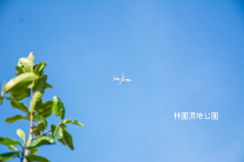 ｜高雄景點｜林園公12海洋濕地公園，全台唯一的水母瀉湖，季節對了就能看見倒立水母 - 阿婷的旅行札記。