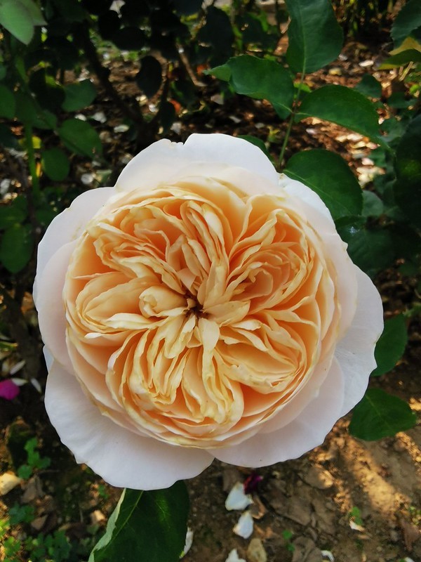 (台灣,中壢)玫瑰山谷