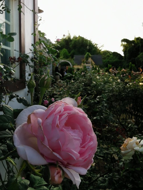 (台灣,中壢)玫瑰山谷