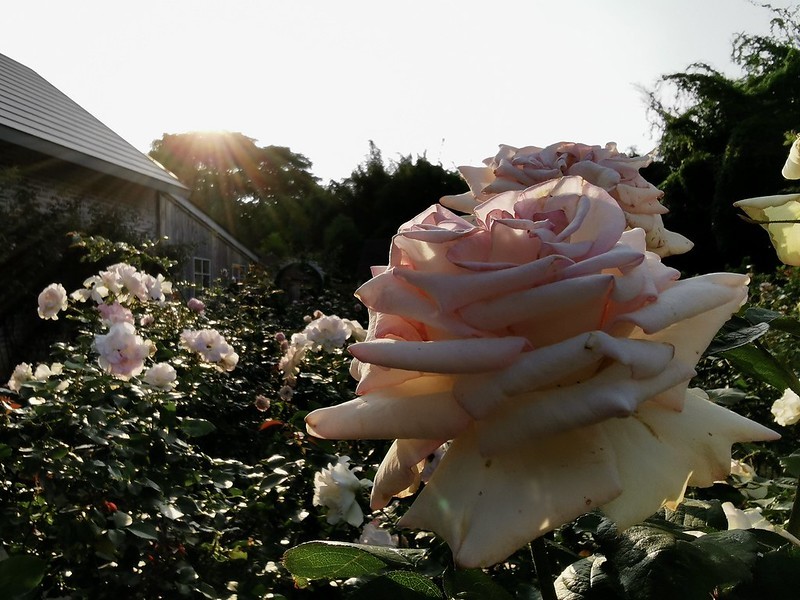 (台灣,中壢)玫瑰山谷