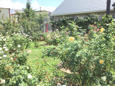 中壢景觀咖啡廳 [玫瑰山谷] 有緣姐妹淘慶生宴