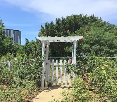 中壢景觀咖啡廳 [玫瑰山谷] 有緣姐妹淘慶生宴