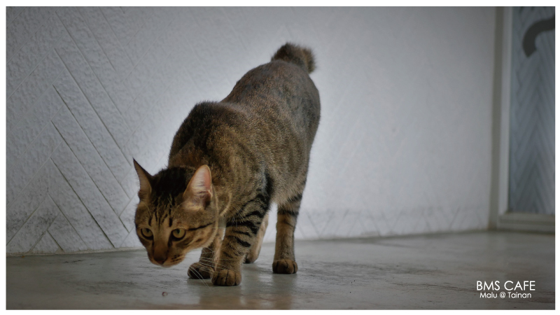BMSCAFE-6