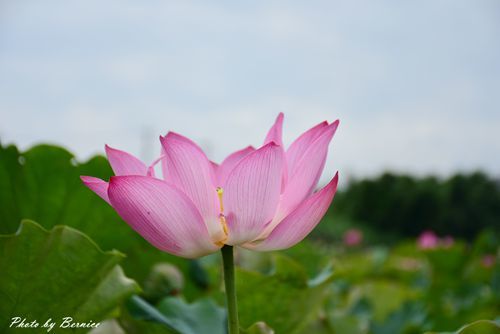 0630 3-蓮花田07.jpg