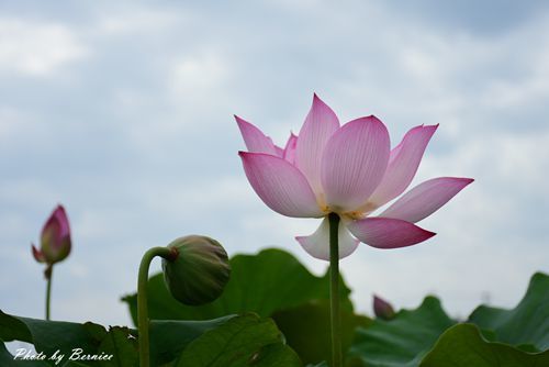 0630 3-蓮花田13.jpg