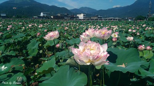 0627 3-金山蓮田11.jpg