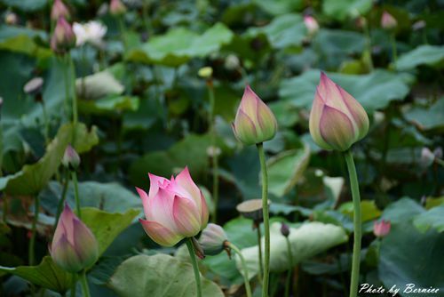 0630 3-蓮花田05.jpg