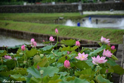 0630 3-蓮花田12.jpg