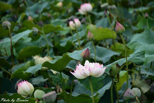 0630 3-蓮花田15.jpg