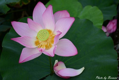 0630 3-蓮花田08.jpg