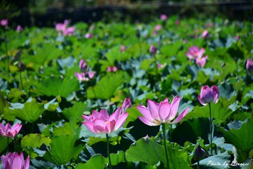 0627 3-金山蓮田09.jpg