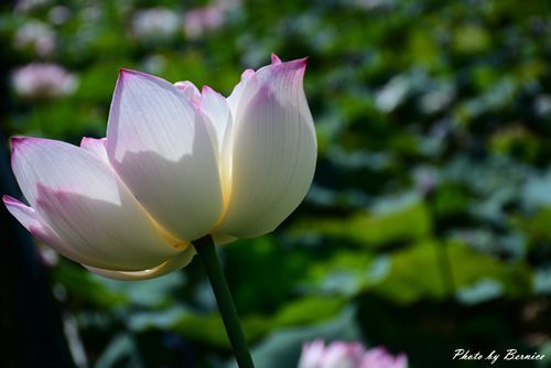 0627 3-金山蓮田03.jpg