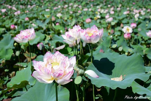 0627 3-金山蓮田02.jpg