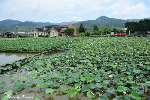 0630 3-蓮花田03.jpg