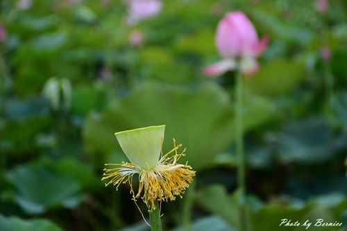 0630 3-蓮花田14.jpg