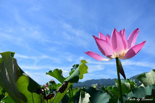 0627 3-金山蓮田04.jpg