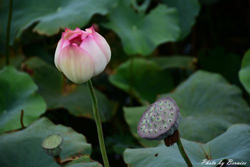 0630 3-蓮花田16.jpg