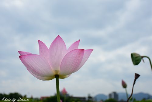 0630 3-蓮花田09.jpg