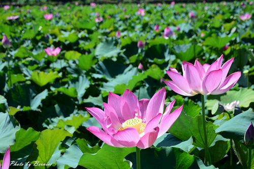 0627 3-金山蓮田05.jpg