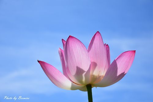 0627 3-金山蓮田08.jpg