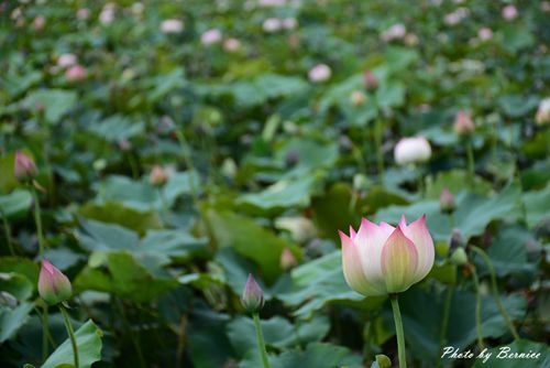 0630 3-蓮花田04.jpg