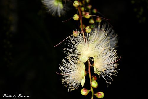 0707 1-夏日煙火濕地篇07.jpg