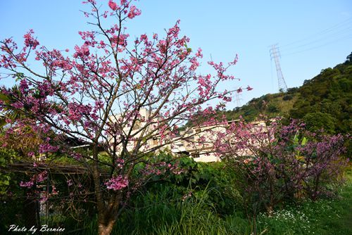 0131 2-五分埤寒櫻09.jpg