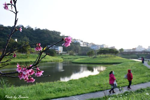 0131 2-五分埤寒櫻10.jpg