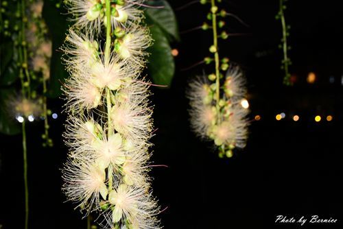 0707 1-夏日煙火濕地篇05.jpg