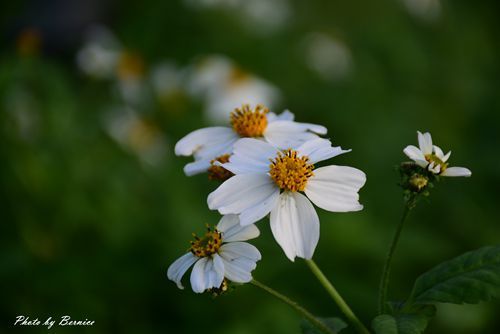 0131 2-五分埤寒櫻13.jpg