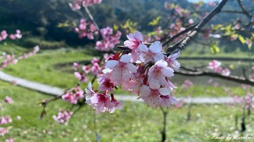 0201 2-濕地寒櫻04.jpg