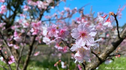 0201 2-濕地寒櫻09.jpg