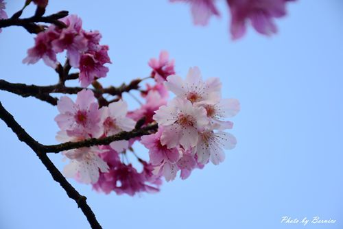 0131 2-五分埤寒櫻12.jpg