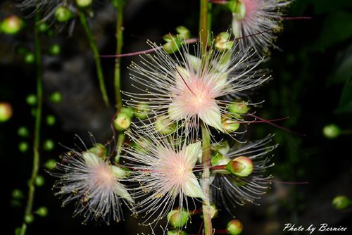 0707 1-夏日煙火濕地篇13.jpg