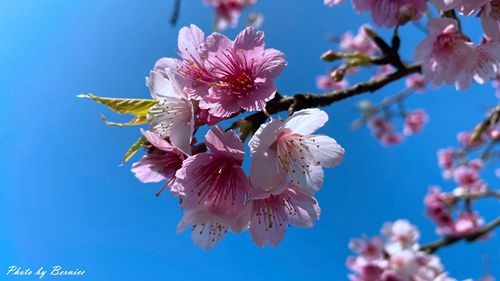 0201 2-濕地寒櫻06.jpg