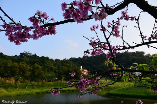 0131 2-五分埤寒櫻04.jpg