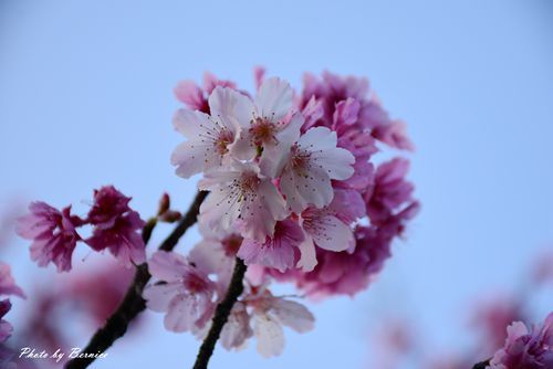 0131 2-五分埤寒櫻11.jpg