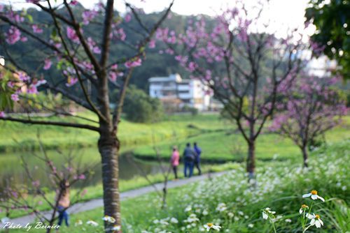 0131 2-五分埤寒櫻08.jpg