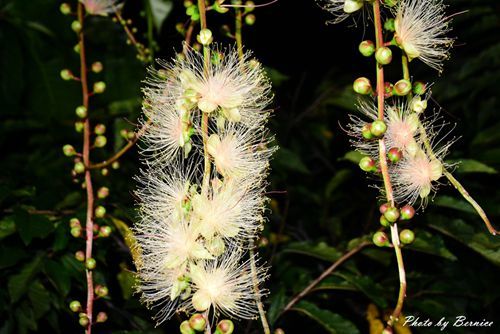 0707 1-夏日煙火濕地篇08.jpg