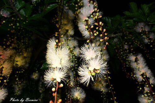 0707 1-夏日煙火濕地篇06.jpg