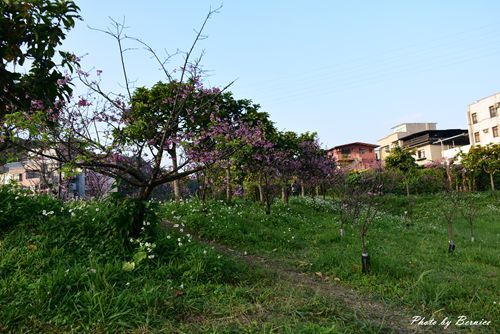 0131 2-五分埤寒櫻03.jpg