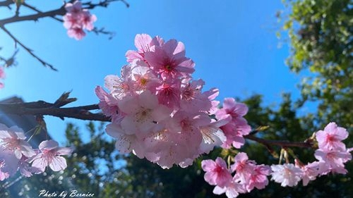 0201 2-濕地寒櫻13.jpg